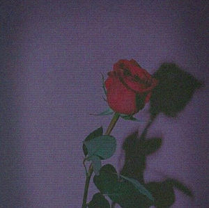 Meet your Posher, Kendall